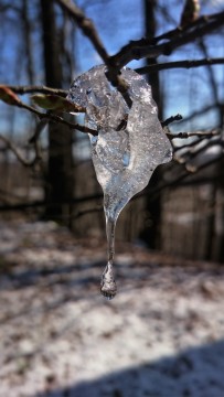 A melting icicle at the Leitenberg